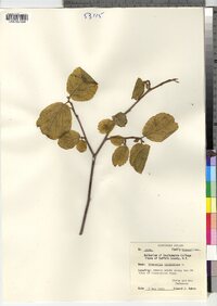 Hamamelis virginiana image