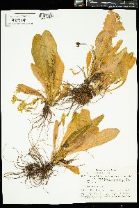 Image of Primula vulgaris