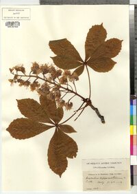 Aesculus hippocastanum image