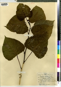 Populus deltoides image