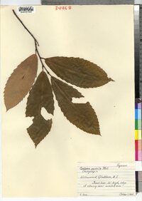 Castanea pumila image