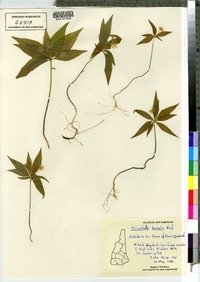 Trientalis borealis image