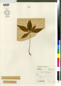 Trientalis borealis image