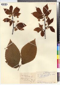 Fagus grandifolia image