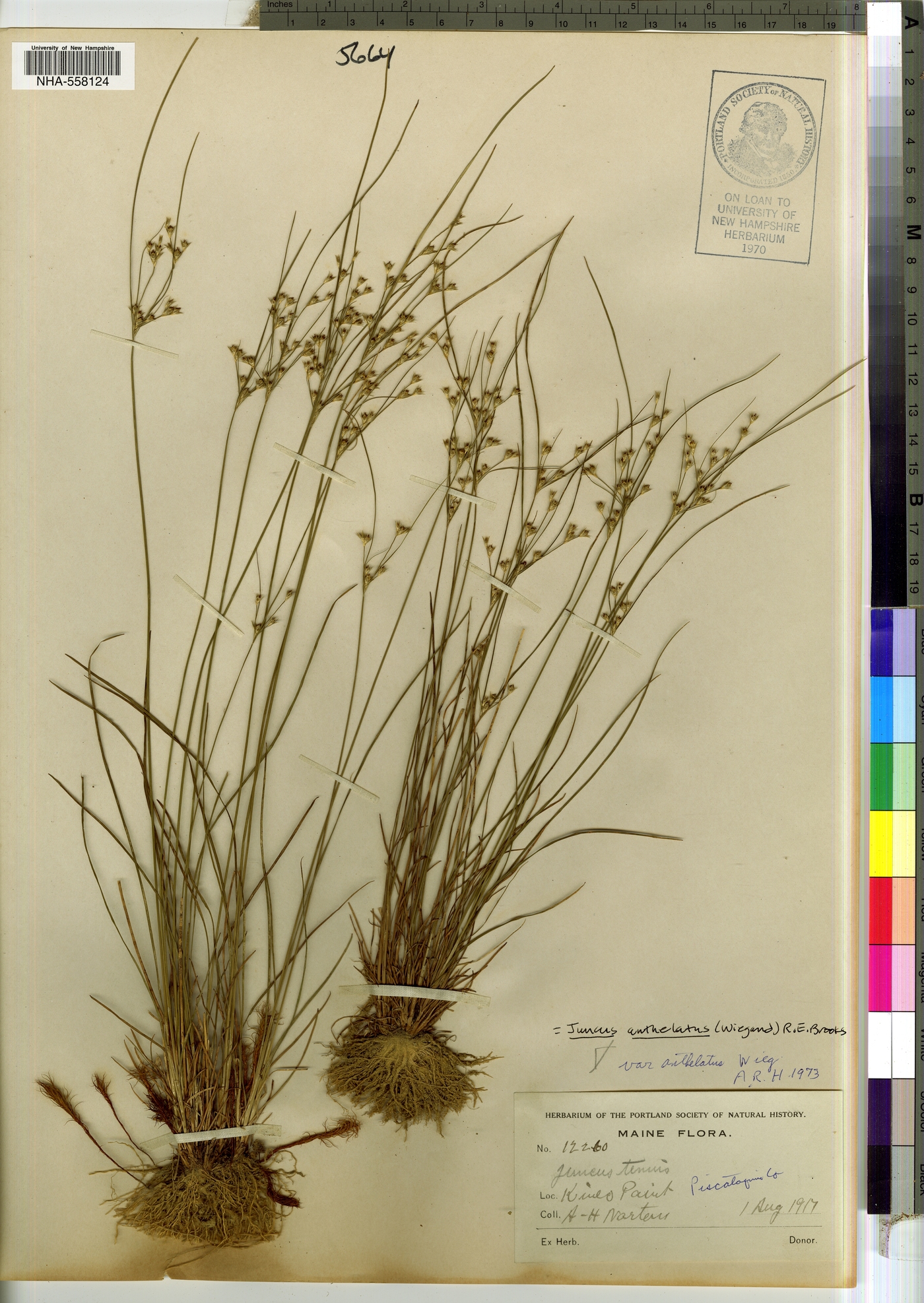 Juncus anthelatus image