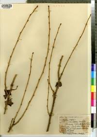 Populus nigra image