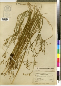 Juncus brevicaudatus image