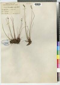 Juncus brevicaudatus image