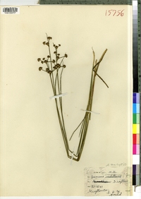 Juncus canadensis image