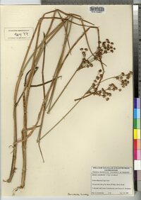 Juncus canadensis image