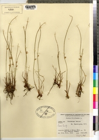 Juncus filiformis image