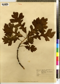 Quercus macrocarpa image