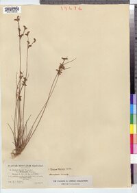 Juncus tenuis image