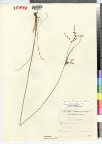 Juncus tenuis image