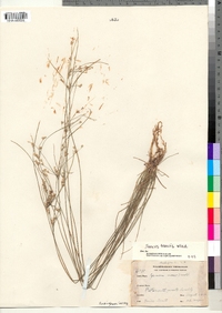 Juncus tenuis image