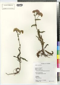 Achillea millefolium var. borealis image