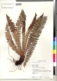 Polystichum lonchitis image