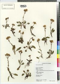 Image of Packera pauciflora