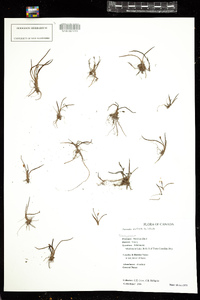 Littorella uniflora image