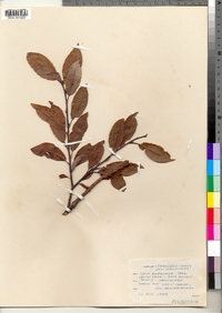 Salix bebbiana image