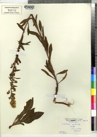 Solidago puberula image