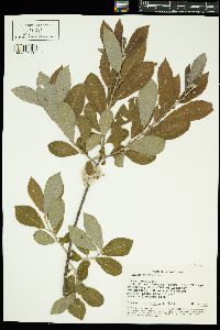 Salix cinerea image