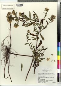 Image of Symphyotrichum subspicatum
