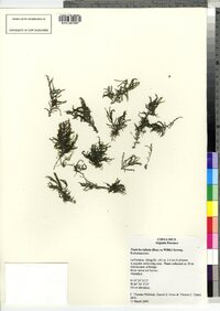 Tristicha trifaria image