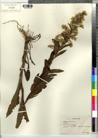 Solidago sempervirens image