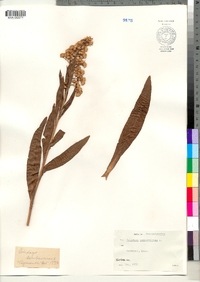 Solidago sempervirens image