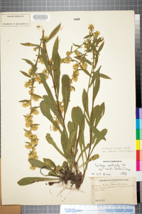 Solidago simplex ssp. monticola image