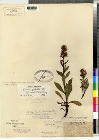 Solidago simplex image