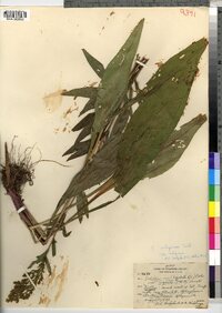 Solidago uliginosa image