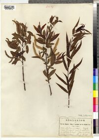 Salix nigra image