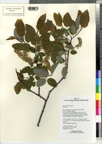 Salix pyrifolia image