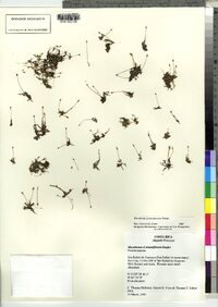 Marathrum foeniculaceum image