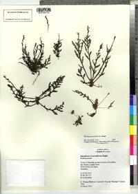 Marathrum foeniculaceum image