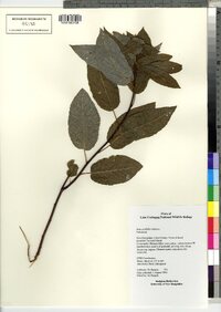 Salix pyrifolia image