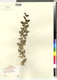Image of Triphasia trifolia