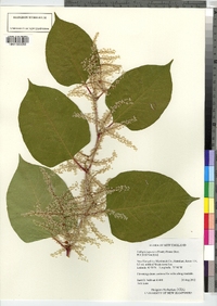 Polygonum cuspidatum image