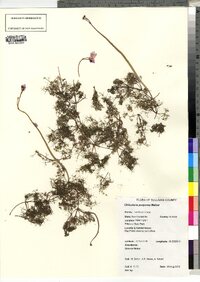 Utricularia purpurea image