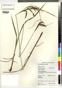 Carex gynandra image