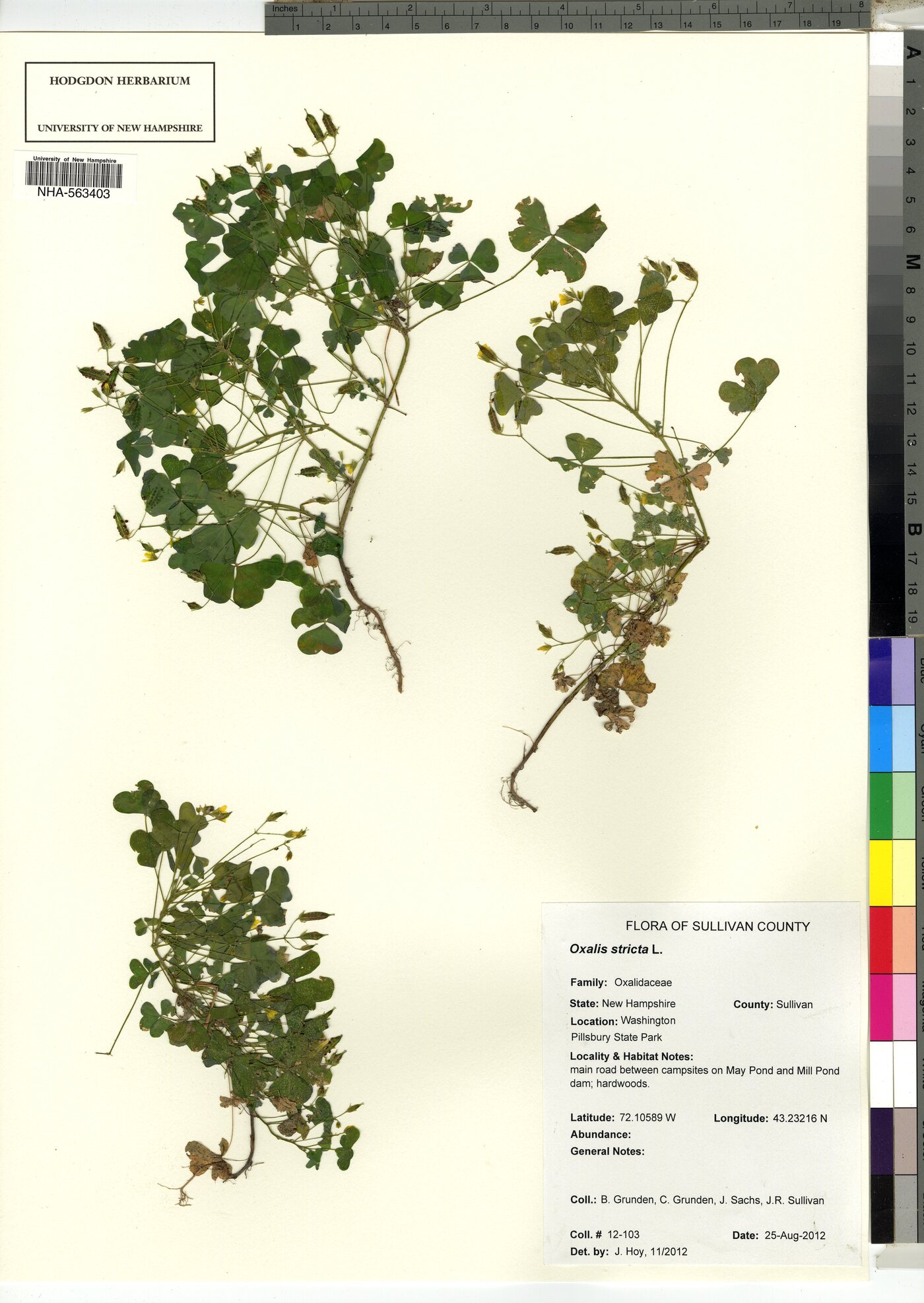 Oxalis stricta image