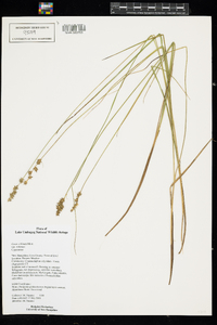 Carex echinata ssp. echinata image