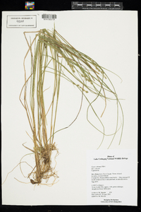 Carex echinata ssp. echinata image