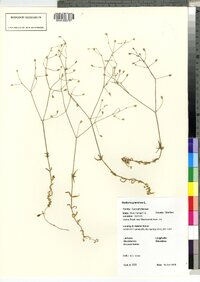 Stellaria graminea image