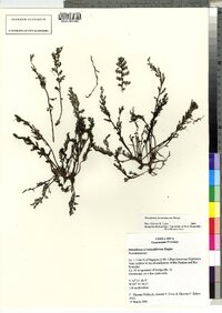 Marathrum foeniculaceum image