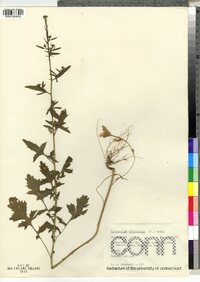 Sisymbrium officinale image