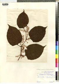 Polygonum cuspidatum image