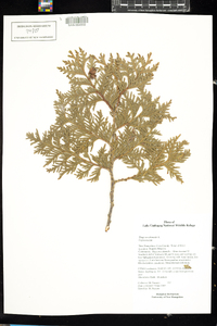 Thuja occidentalis image